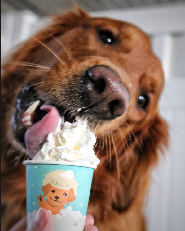 pearls pup cup